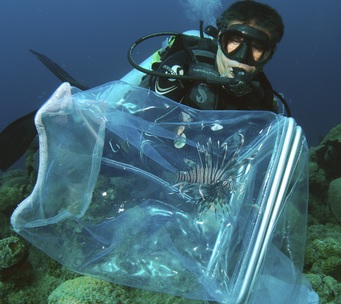 Lad Akins netting a lionfish: Photo by Stuart Cove